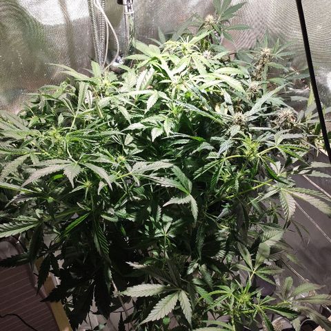 C4-Matic growlog timeline photo