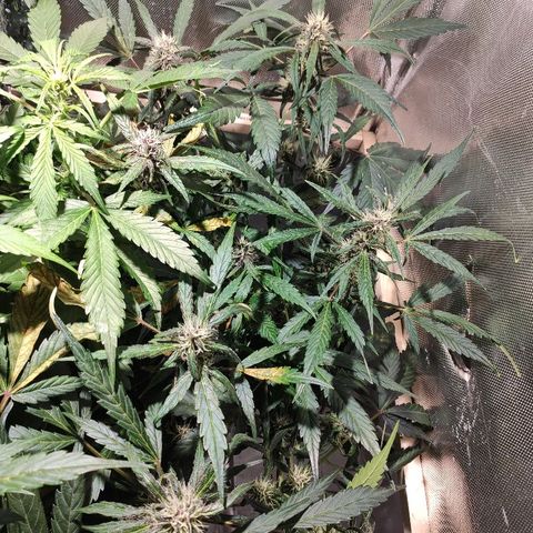 C4-Matic growlog timeline photo