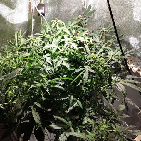 C4-Matic growlog timeline photo
