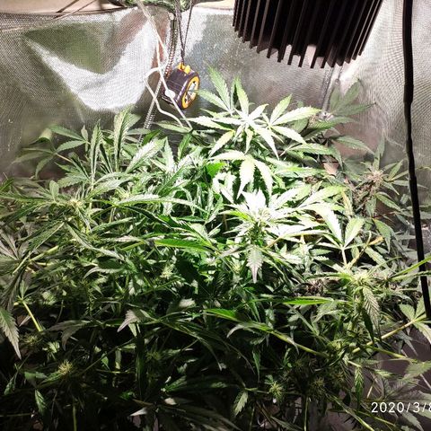 C4-Matic growlog timeline photo
