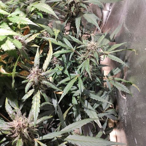 C4-Matic growlog timeline photo