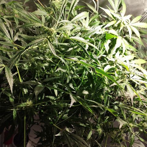 C4-Matic growlog timeline photo