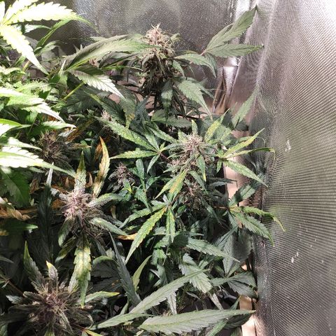 C4-Matic growlog timeline photo