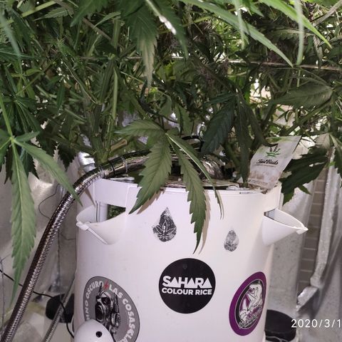 C4-Matic growlog timeline photo