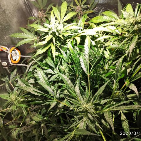 C4-Matic growlog timeline photo