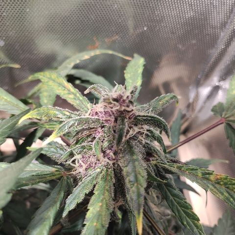 C4-Matic growlog timeline photo