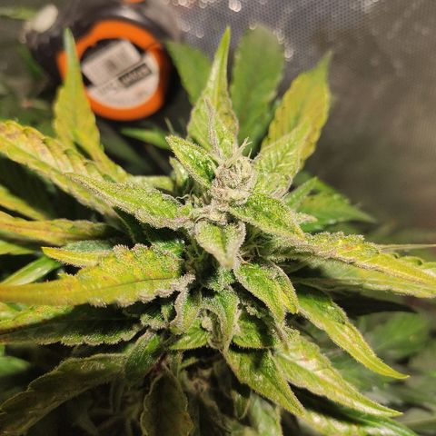 C4-Matic growlog timeline photo