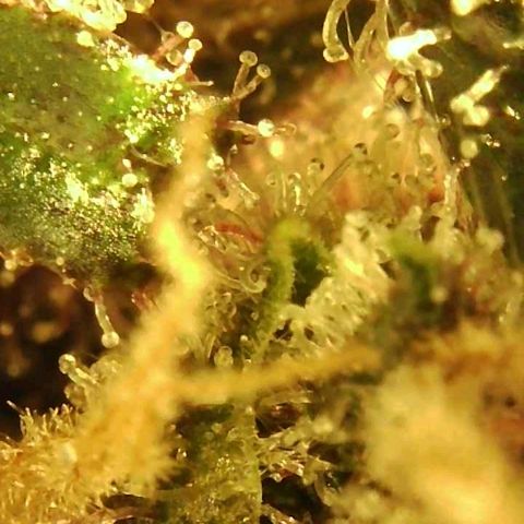 C4-Matic growlog timeline photo