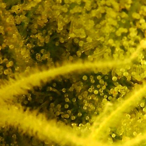 C4-Matic growlog timeline photo