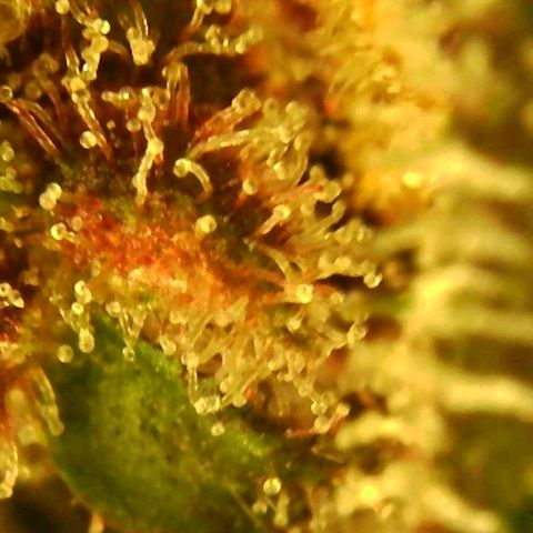 C4-Matic growlog timeline photo