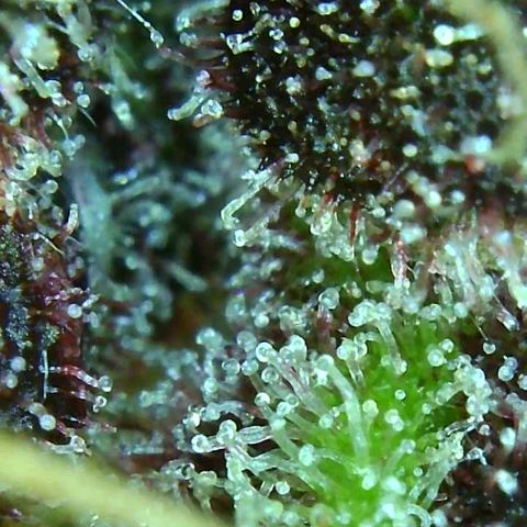 C4-Matic growlog timeline photo