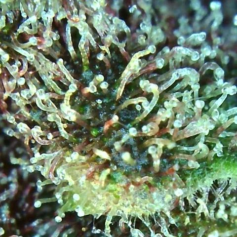 C4-Matic growlog timeline photo