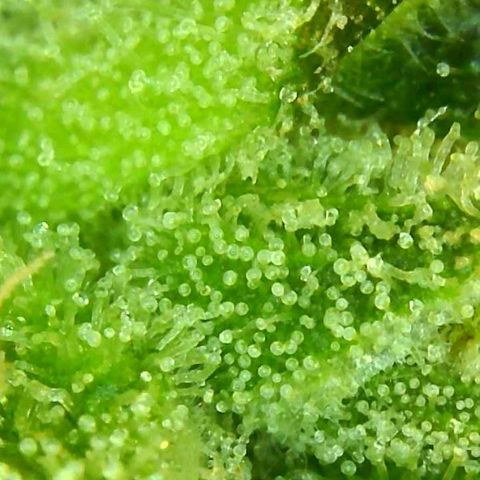 C4-Matic growlog timeline photo
