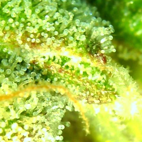 C4-Matic growlog timeline photo