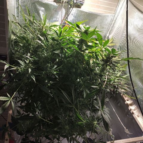 C4-Matic growlog timeline photo