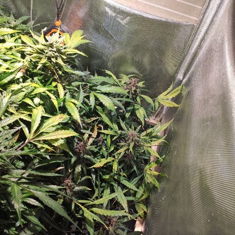C4-Matic growlog timeline photo