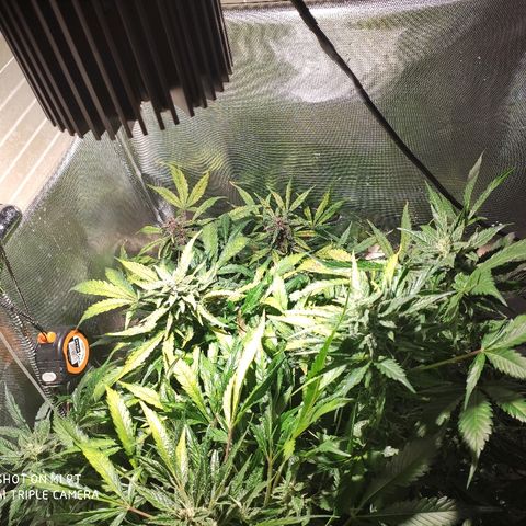 C4-Matic growlog timeline photo