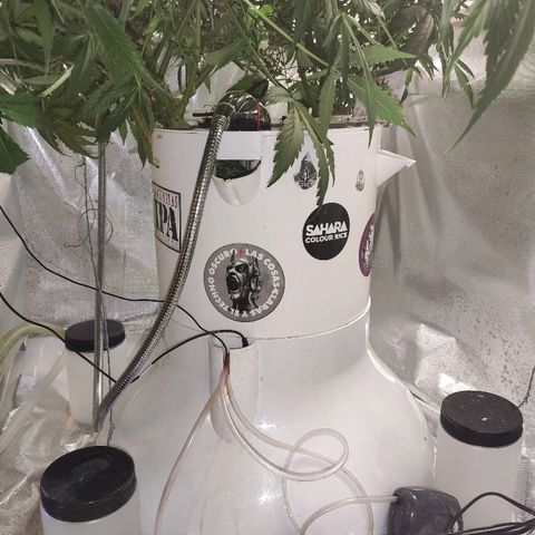 C4-Matic growlog timeline photo