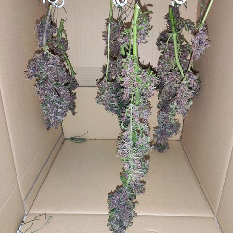 C4-Matic growlog timeline photo