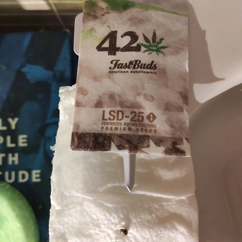 PINEAPPLE EXPRESS growlog timeline photo