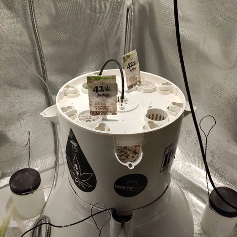 PINEAPPLE EXPRESS growlog timeline photo