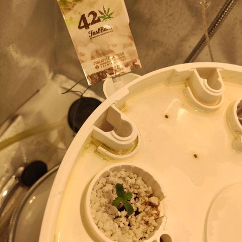 PINEAPPLE EXPRESS growlog timeline photo