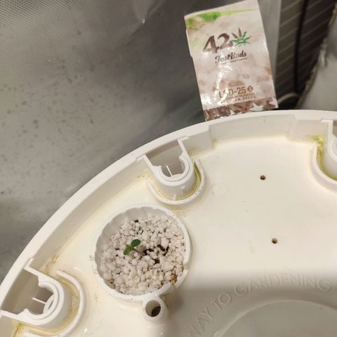 PINEAPPLE EXPRESS growlog timeline photo