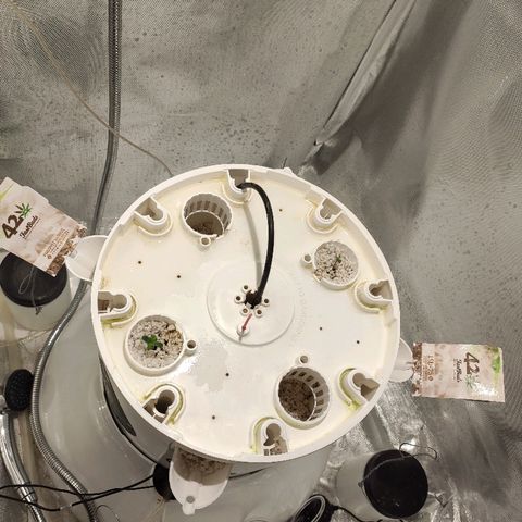 PINEAPPLE EXPRESS growlog timeline photo