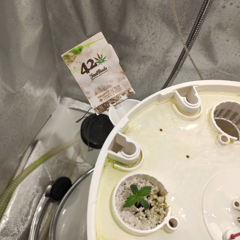 PINEAPPLE EXPRESS growlog timeline photo
