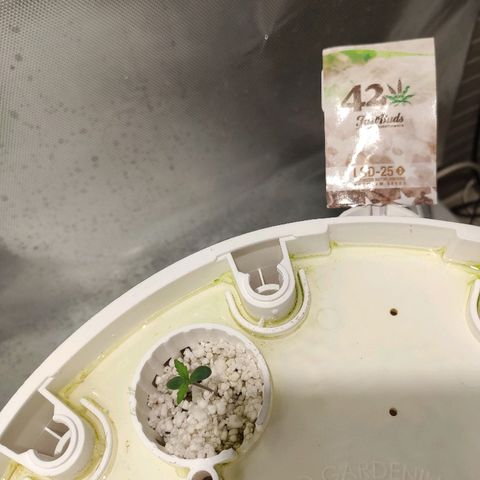 PINEAPPLE EXPRESS growlog timeline photo