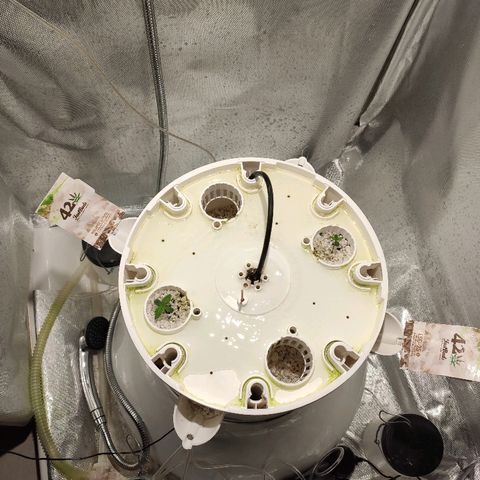 PINEAPPLE EXPRESS growlog timeline photo