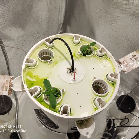 PINEAPPLE EXPRESS growlog timeline photo