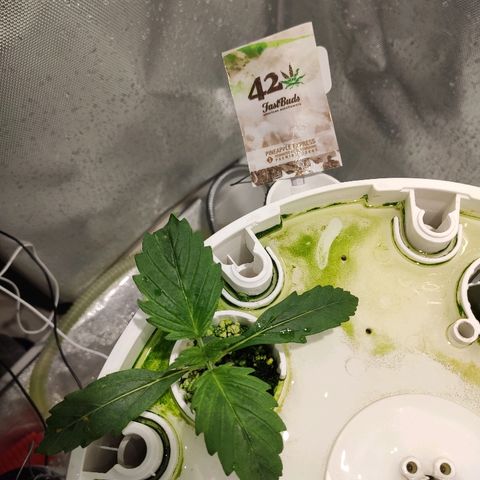 PINEAPPLE EXPRESS growlog timeline photo