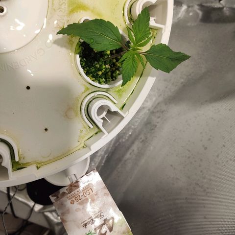 PINEAPPLE EXPRESS growlog timeline photo