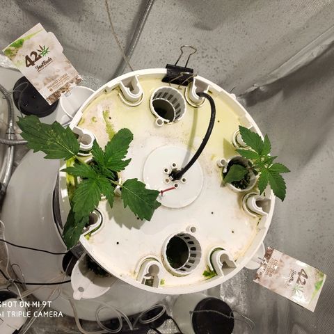 PINEAPPLE EXPRESS growlog timeline photo