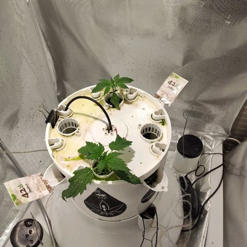PINEAPPLE EXPRESS growlog timeline photo