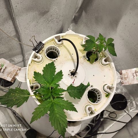PINEAPPLE EXPRESS growlog timeline photo