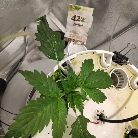 PINEAPPLE EXPRESS growlog timeline photo