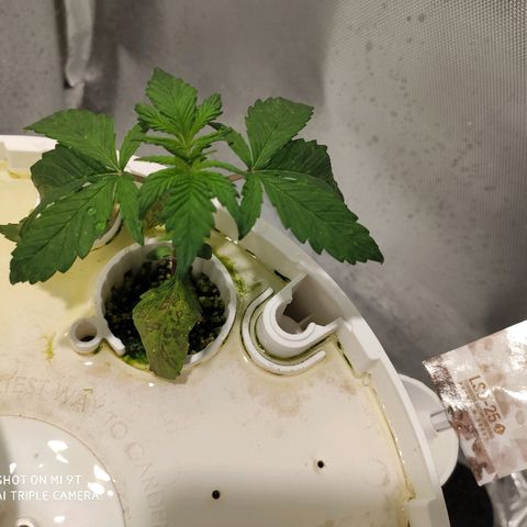 PINEAPPLE EXPRESS growlog timeline photo