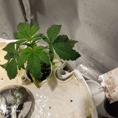 PINEAPPLE EXPRESS growlog photo: La LSD tiene mala pinta. 