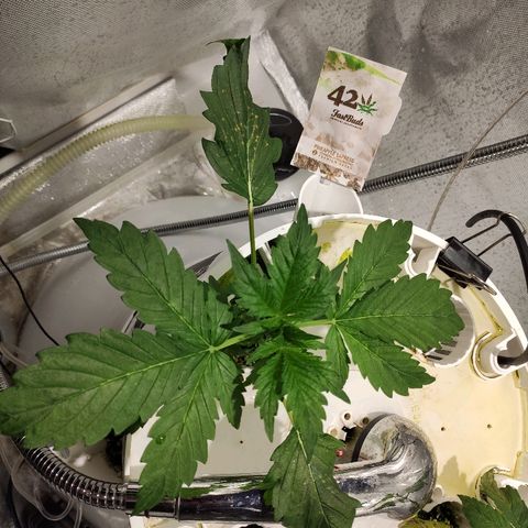 PINEAPPLE EXPRESS growlog photo: La LSD tiene mala pinta. 
