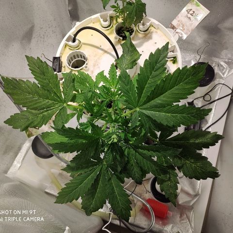 PINEAPPLE EXPRESS growlog timeline photo