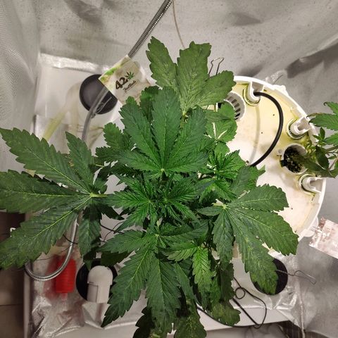 PINEAPPLE EXPRESS growlog timeline photo