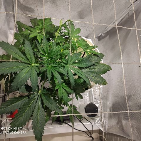 PINEAPPLE EXPRESS growlog timeline photo
