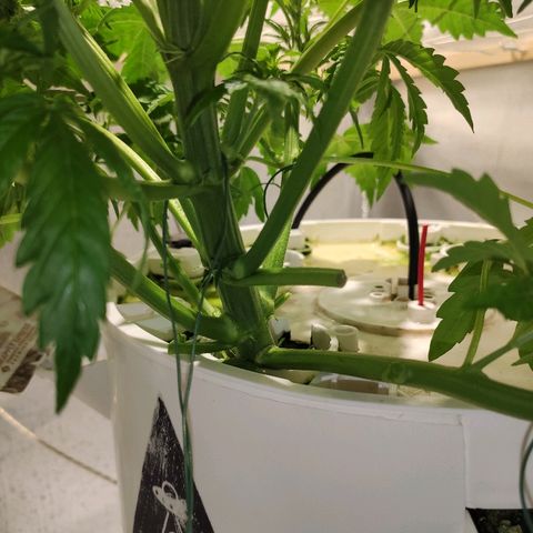 PINEAPPLE EXPRESS growlog timeline photo