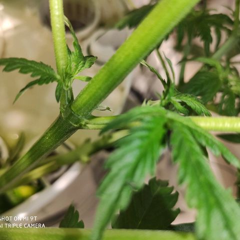 PINEAPPLE EXPRESS growlog timeline photo