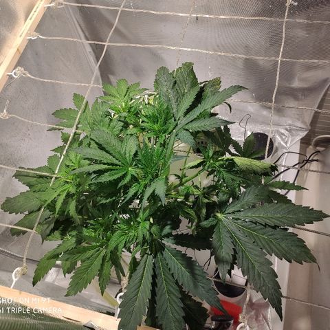 PINEAPPLE EXPRESS growlog timeline photo