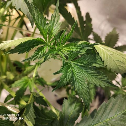 PINEAPPLE EXPRESS growlog timeline photo