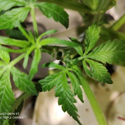 PINEAPPLE EXPRESS growlog timeline photo