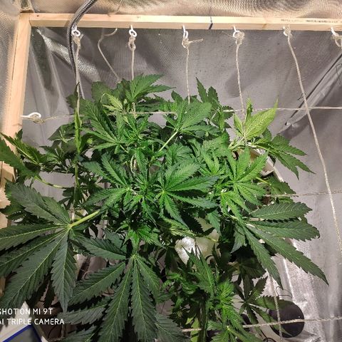 PINEAPPLE EXPRESS growlog timeline photo